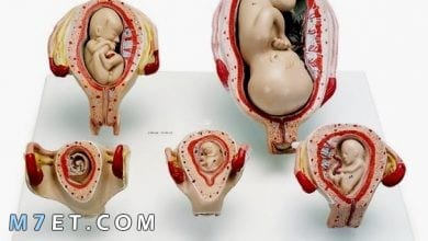 Photo of علامات الحمل في الشهر الأول
