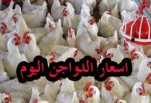 Photo of سعر كيلو الفراخ البيضاء اليوم – بورصة الدواجن