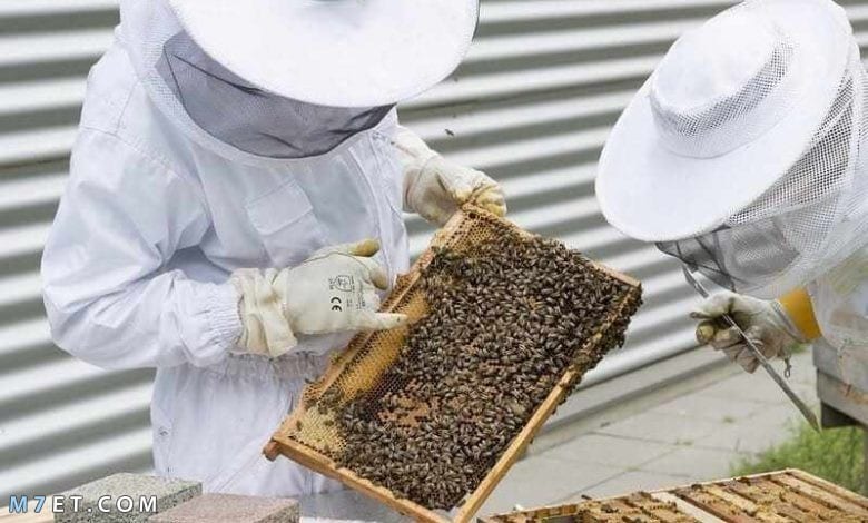 طرق تربية النحل للمبتدئين