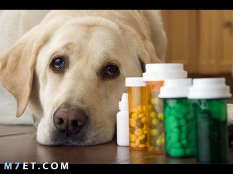 علاج الإسهال عند الكلاب بالاعشاب