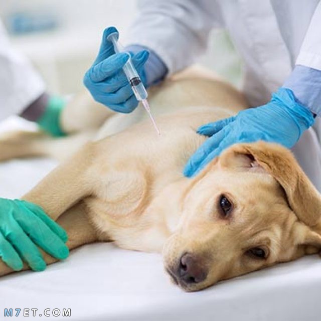 علاج براغيث الكلاب