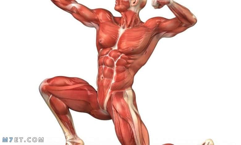 تعرف على اقوى عضلة في جسم الانسان ووظفيتها صورة رقم 1