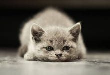 Photo of لماذا تبكي القطط ؟ وهل تعرف صاحبها..معلومات غريبة عن القطط