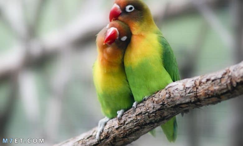 معلومات عن طيور الحب