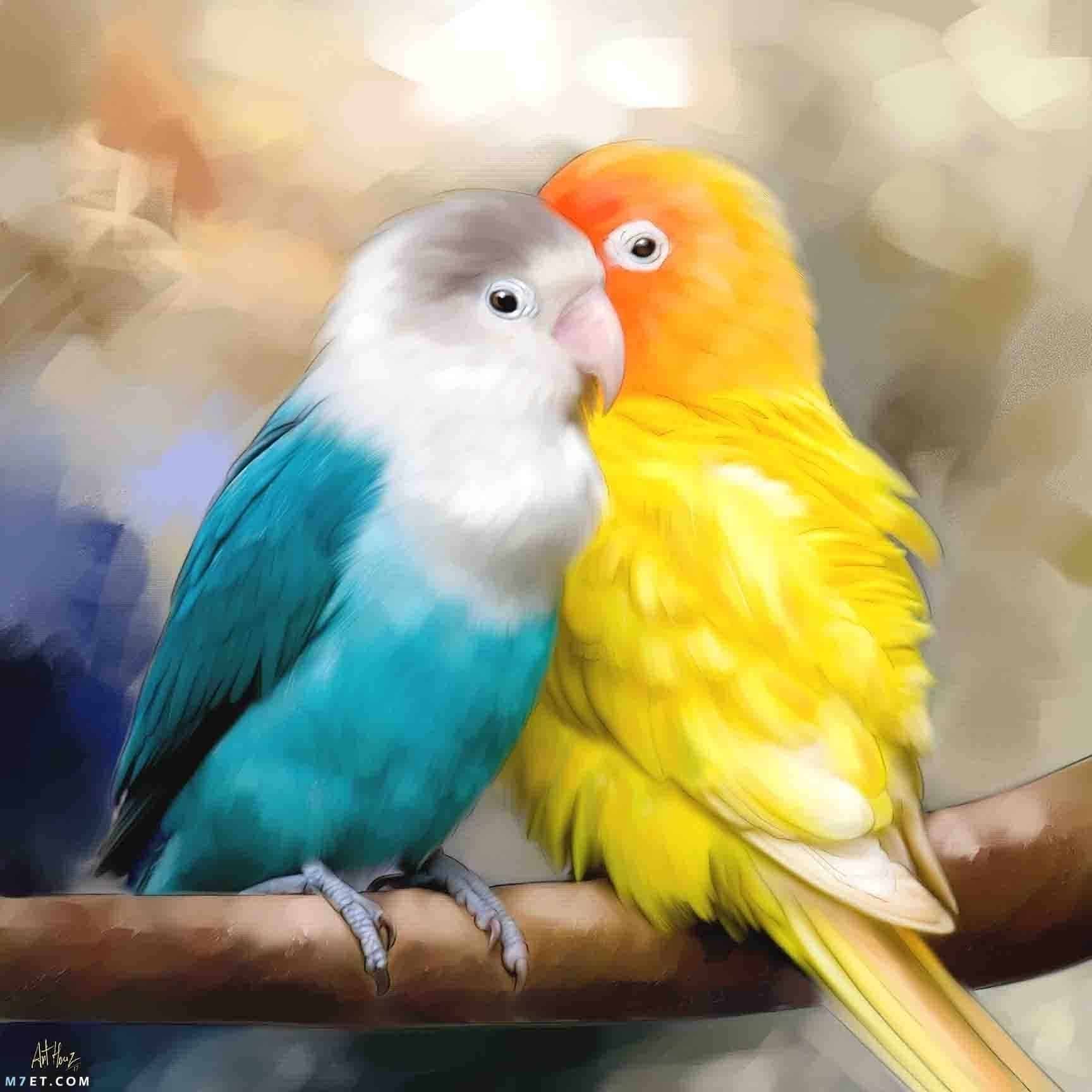 معلومات عن طيور الحب