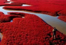 Photo of الشاطئ الأحمر في الصين