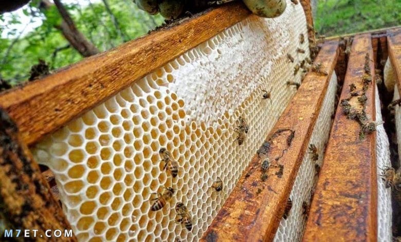 التخلص من خلية النحل