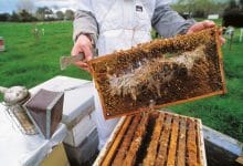 Photo of طريقة تربية النحل من الألف إلى الياء