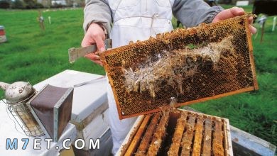 Photo of طريقة تربية النحل من الألف إلى الياء