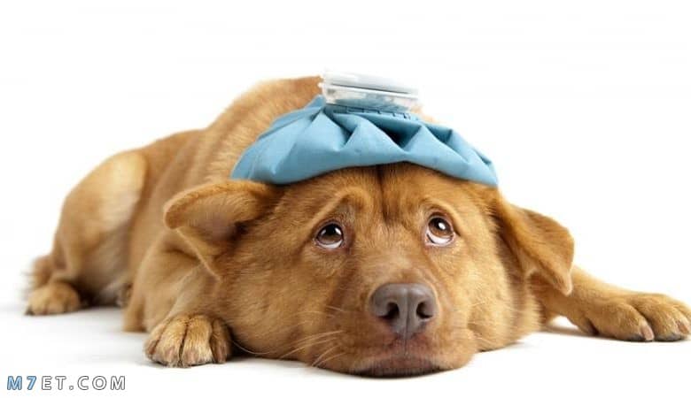 امراض الكلاب وعلاجها