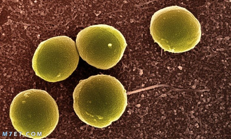انواع البكتيريا
