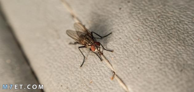 اسباب ظهور الحشرات في المنزل