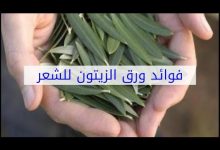 Photo of فوائد اوراق الزيتون للشعر وطريقه استخدامه بالتفصيل