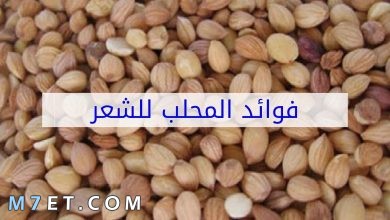 Photo of فوائد المحلب للشعر التالف| 6 وصفات لشعر خالي من التقصف