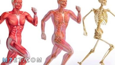 Photo of الجهاز العضلي | انواع العضلات وآلية عملها