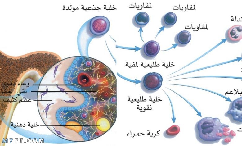 أهمية الخلايا الجذعية