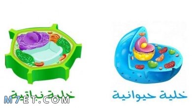 Photo of ما الفرق بين الخلية الحيوانية والخلية النباتية