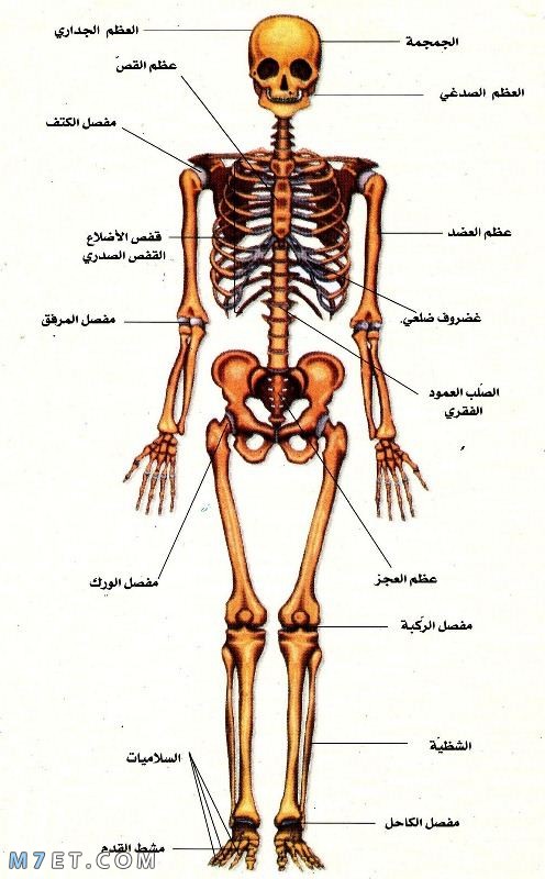 أجزاء جسم الإنسان بالتفصيل