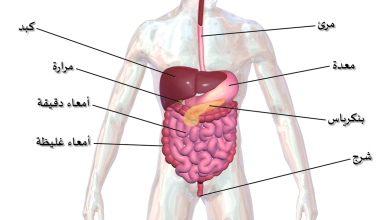 Photo of أجزاء جسم الإنسان بالتفصيل