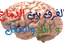 Photo of الفرق بين العقل والدماغ