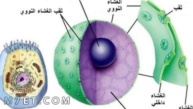 Photo of اهم المركبات الموجودة في الخلية