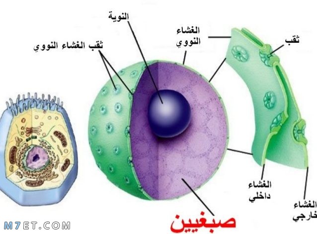 المركبات الموجودة في الخلية