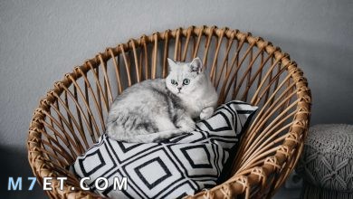 Photo of أفضل اسماء قطط عربية ومعانيها 2024