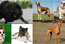 Photo of أفضل اسماء الكلاب اجمل اسماء كلاب صغيرة متنوعة مع معانيها المختلفة
