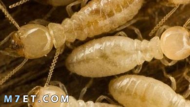 Photo of كيف أتخلص من حشرة النمل الأبيض بأسهل الخطوات