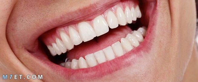 كم عدد اسنان الانسان