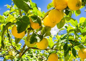 دراسة جدوى مشروع زراعة الليمون