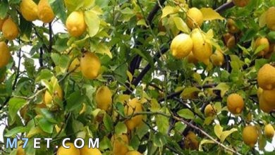 Photo of كيفية العناية بشجرة الليمون؟