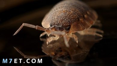 Photo of حشرة البق | ما هي أنواعها وأسباب ظهورها في المنزل وطرق التخلص منها نهائيا