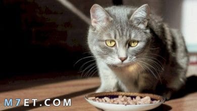 Photo of ما هو طعام القطط