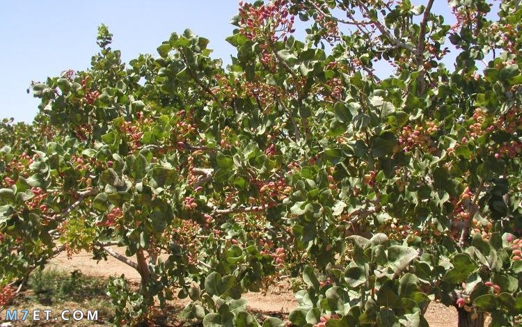 شجرة الفستق الحلبي بسوريا