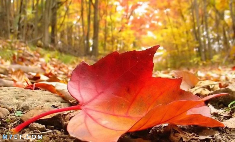 أوراق الشجر | ما هي أنواعها وما هو سبب تغير لونها وتساقطها في فصل الخريف
