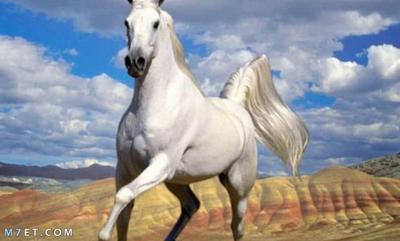 الحصان الأبيض | أهم وأبرز المعلومات العامة حول الحصان الأبيض وسلالاته الرئيسية