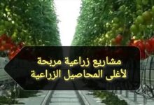 Photo of المحاصيل الزراعية الاكثر ربحا فى مصر