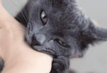 Photo of متى يؤخذ مصل القطط