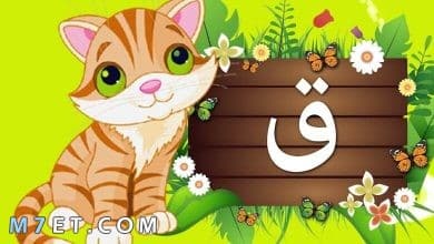Photo of اسم نبات بحرف القاف من الفواكه والتوابل والمشروبات