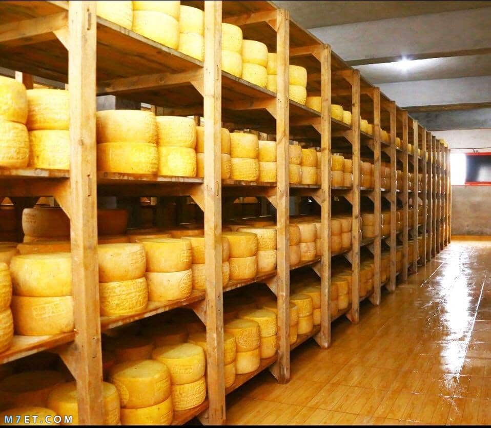 دراسة جدوى مشروع الجبنة الرومي