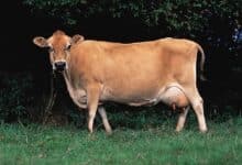 Photo of أنواع البقر البلدي